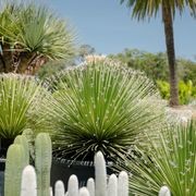 Dasylirion Acrotrichum | Plants gallery detail image