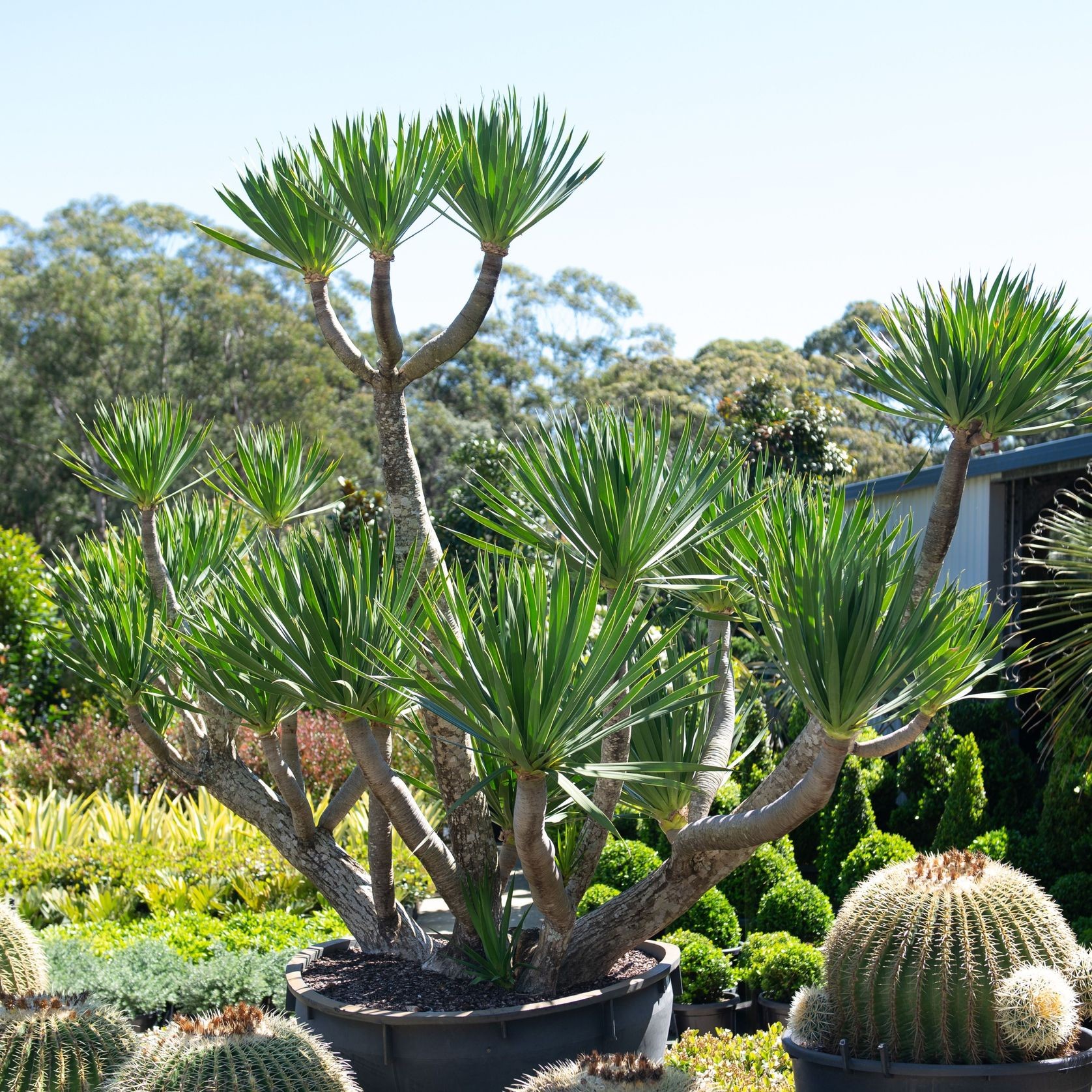 Dracaena Cochinchinensis | Plants gallery detail image
