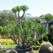 Dracaena Cochinchinensis | Plants gallery detail image