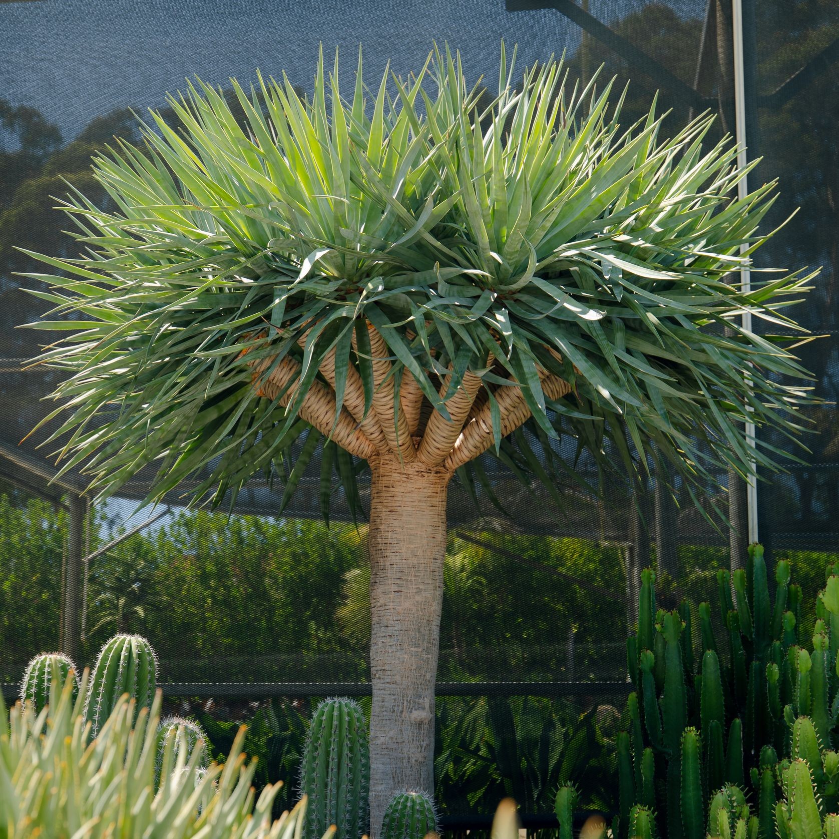 Dracaena Draco | Plants gallery detail image