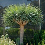 Dracaena Draco | Plants gallery detail image