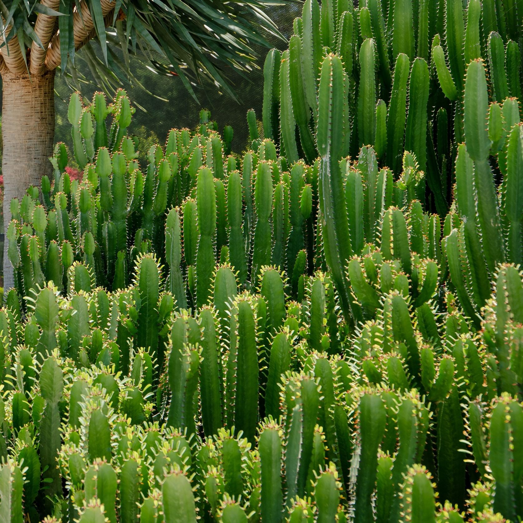 Euphorbia Cowboy | Plants gallery detail image
