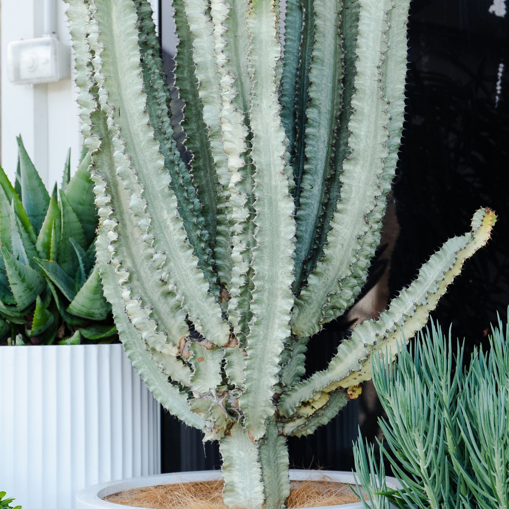 Euphorbia Ammak | Plants gallery detail image