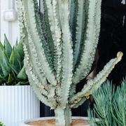 Euphorbia Ammak | Plants gallery detail image