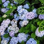 Hydrangea Macrophylla | Plants gallery detail image