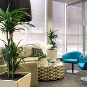 Indoor Plant Hire | Hire Plants gallery detail image