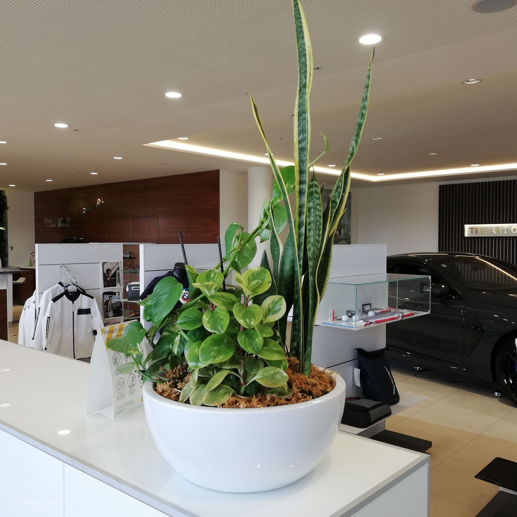 Indoor Plant Hire | Hire Plants gallery detail image