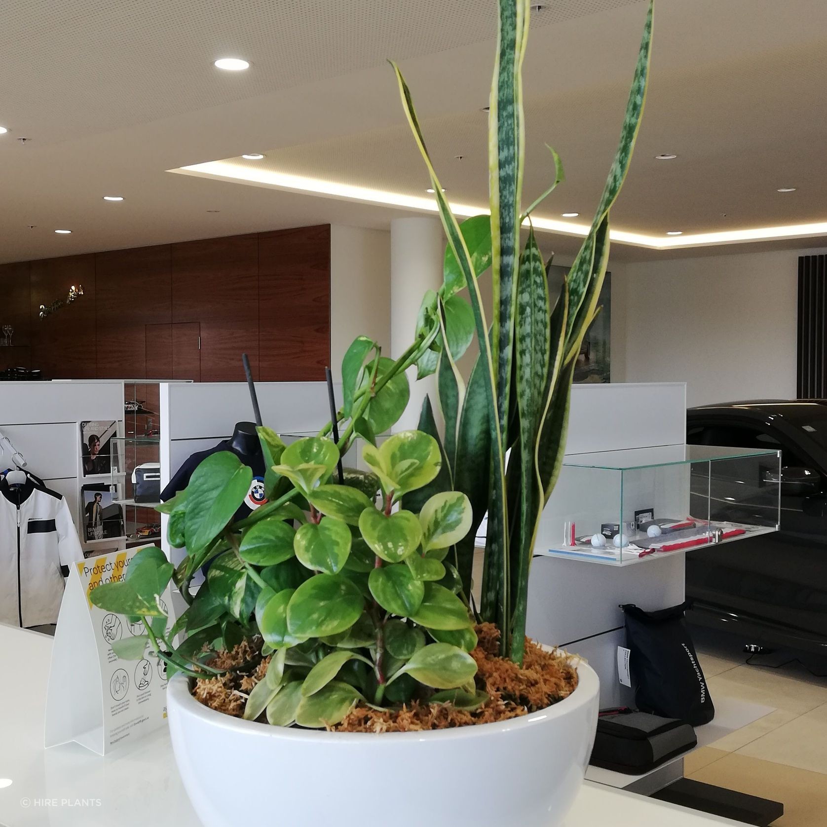 Indoor Plant Hire | Hire Plants gallery detail image