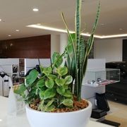 Indoor Plant Hire | Hire Plants gallery detail image