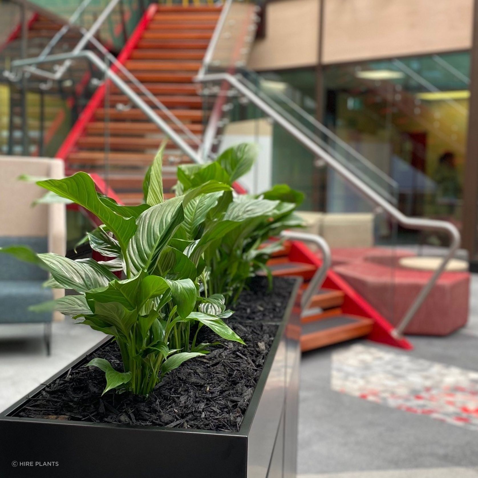 Indoor Plant Hire | Hire Plants gallery detail image