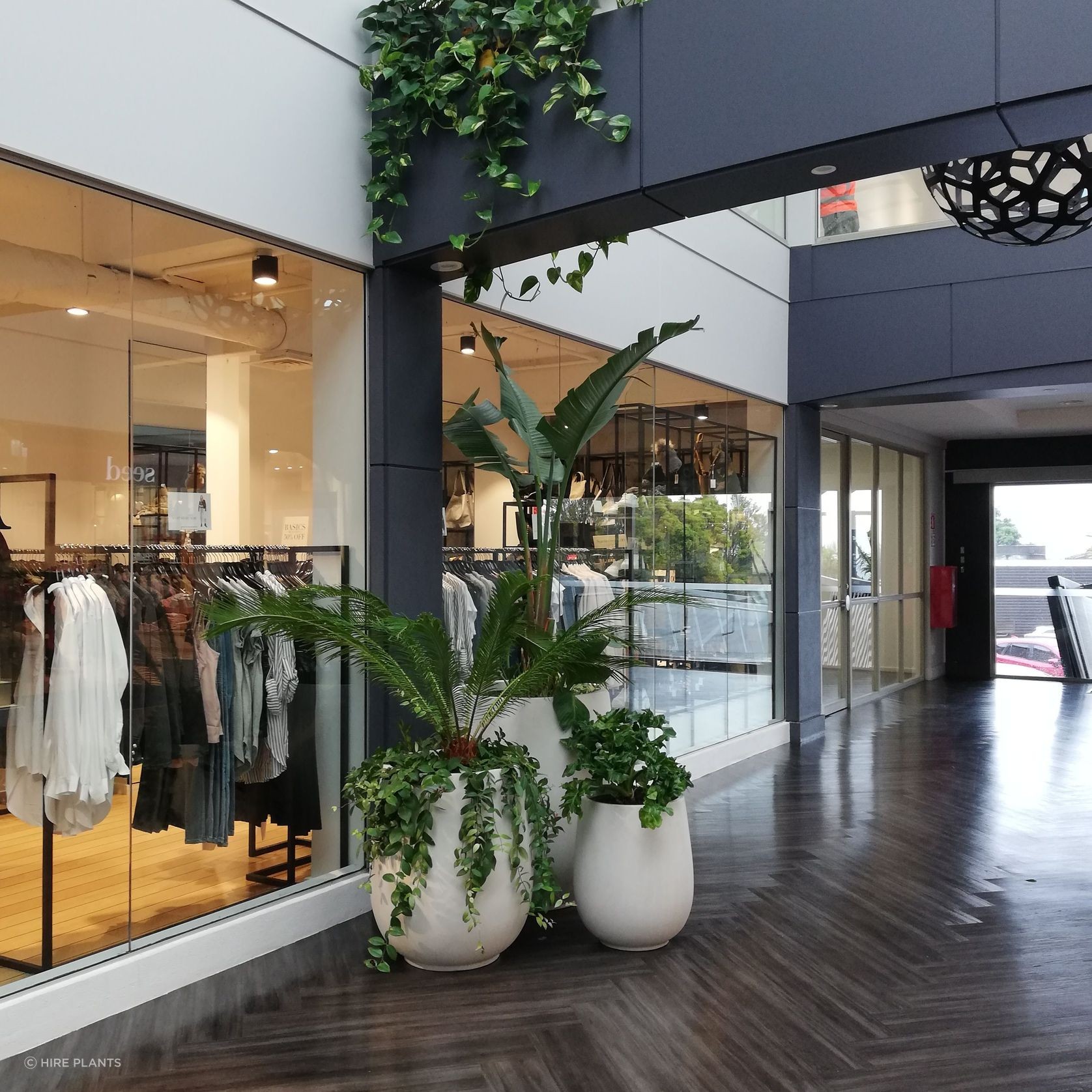 Indoor Plant Hire | Hire Plants gallery detail image