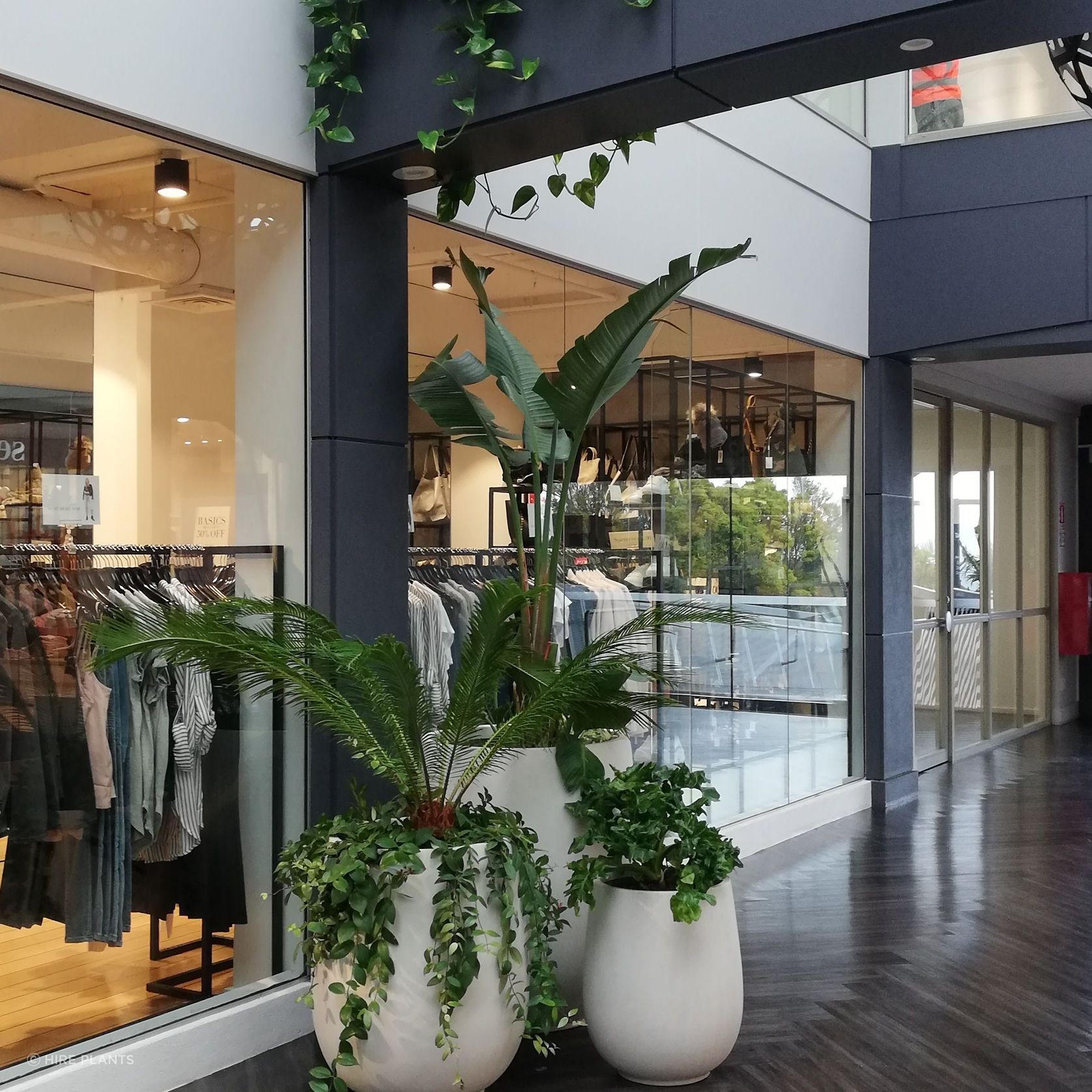 Indoor Plant Hire | Hire Plants gallery detail image