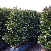 LIVING SCREEN™ – tall-growing instant hedge range. gallery detail image