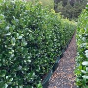 LIVING SCREEN™ – tall-growing instant hedge range. gallery detail image