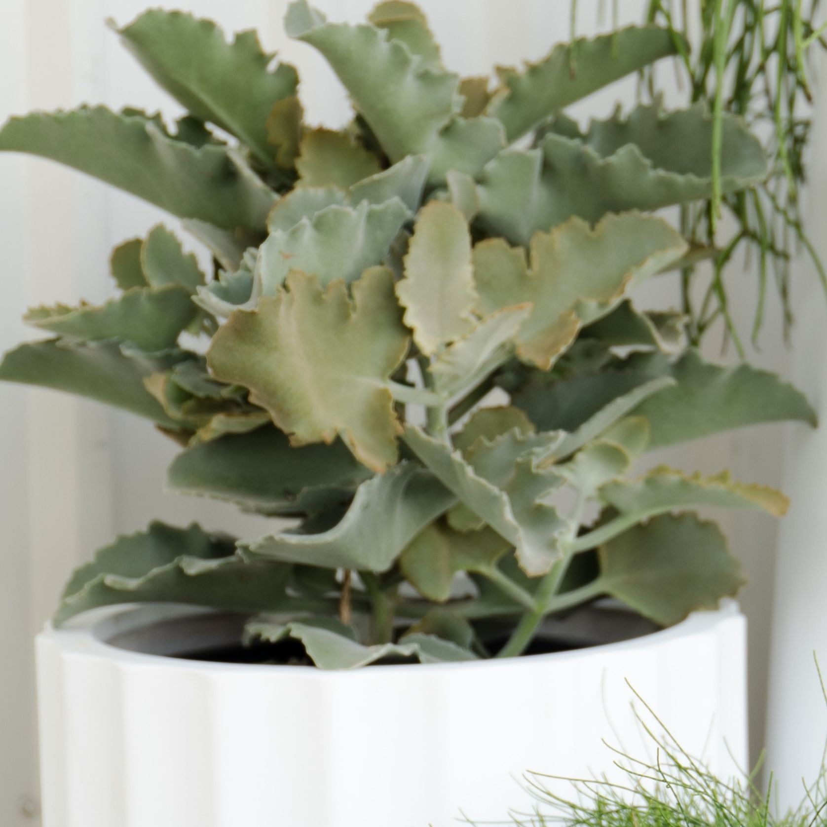 Kalanchoe Beharensis | Plants gallery detail image