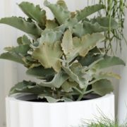 Kalanchoe Beharensis | Plants gallery detail image
