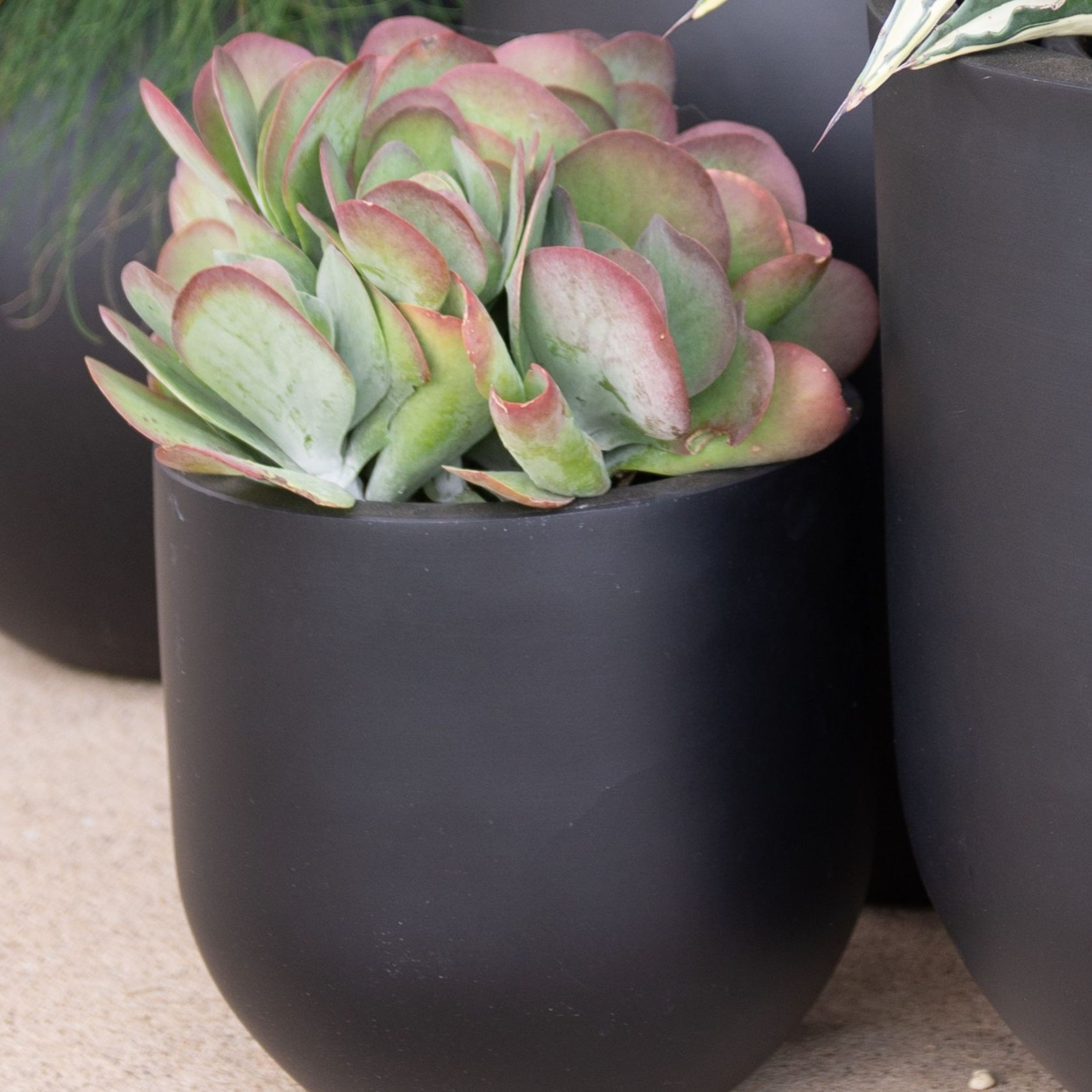 Kalanchoe Flapjack | Plants gallery detail image