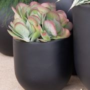 Kalanchoe Flapjack | Plants gallery detail image