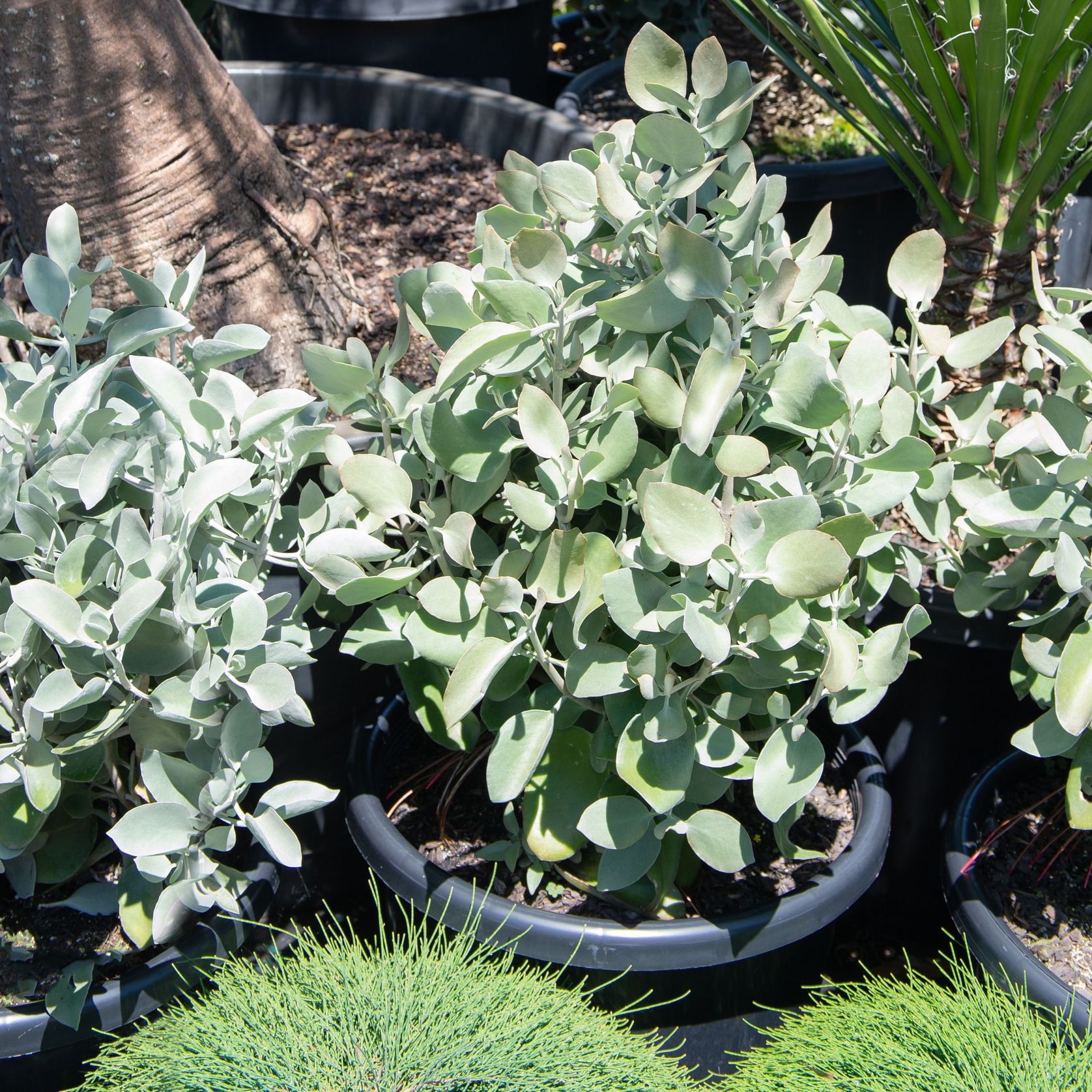 Kalanchoe Silver Spoons | Plants gallery detail image
