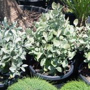 Kalanchoe Silver Spoons | Plants gallery detail image
