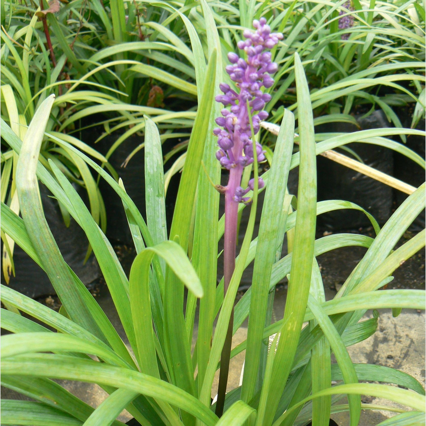 Liriope Muscari 'Royal Purple' / Lilyturf Plant gallery detail image