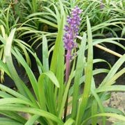 Liriope Muscari 'Royal Purple' / Lilyturf Plant gallery detail image