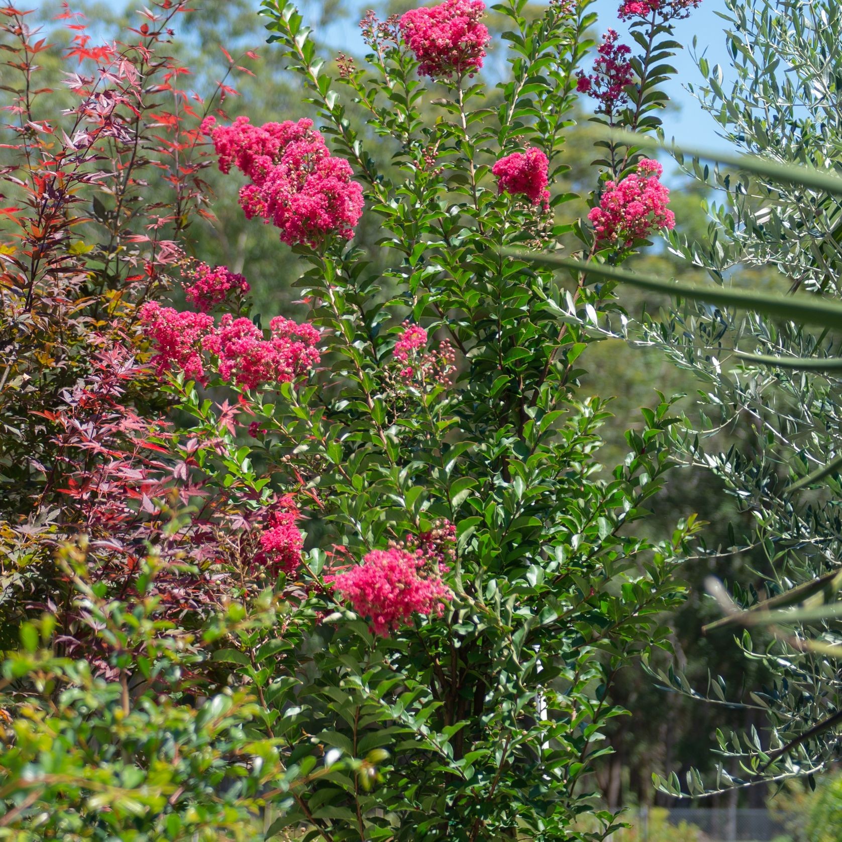 Lagerstroemia Indica x Fauriei Tuscarora | Plants gallery detail image