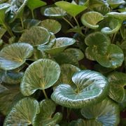 Ligularia Reniformis | Plants gallery detail image