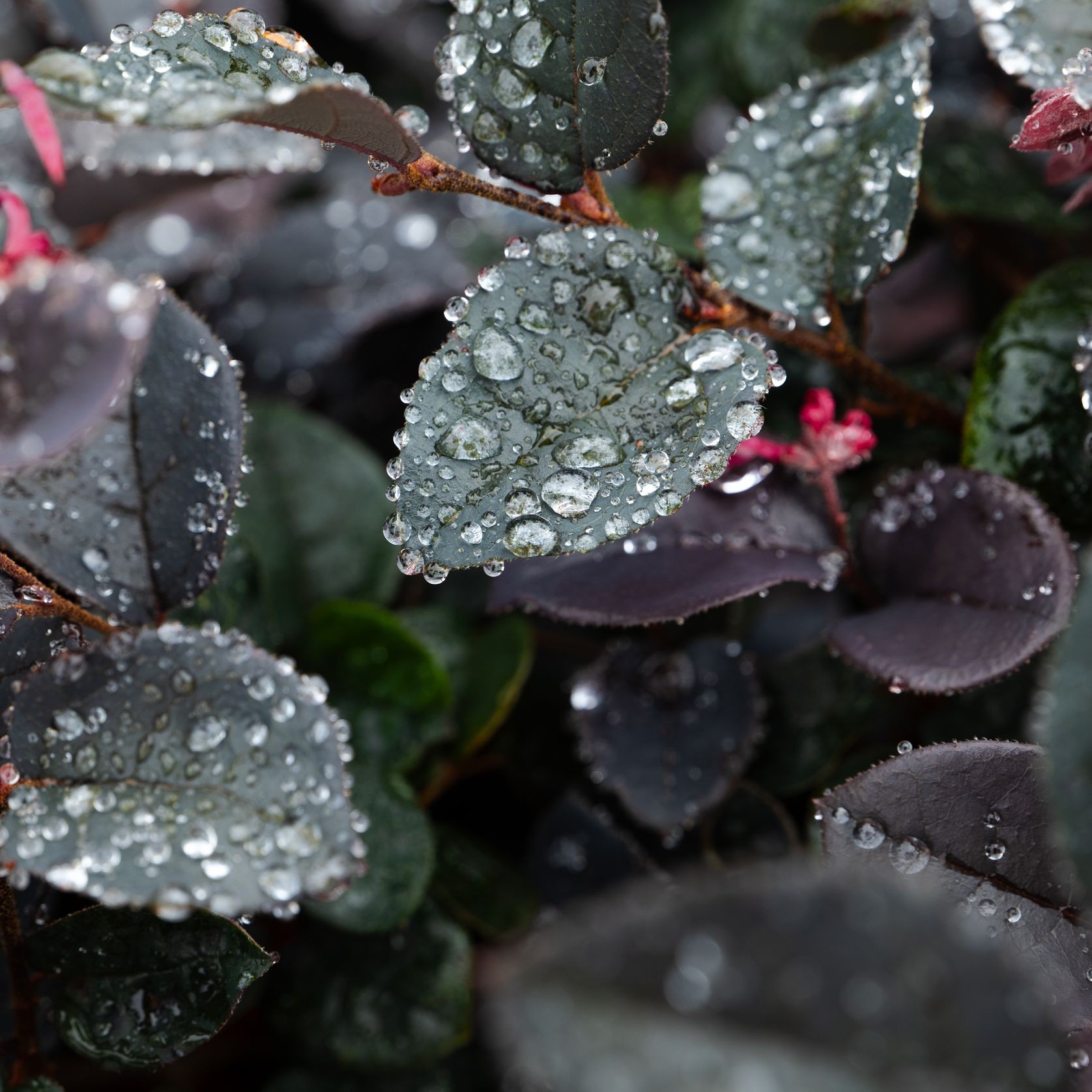 Loropetalum Chinense Plum Gorgeous | Plants gallery detail image