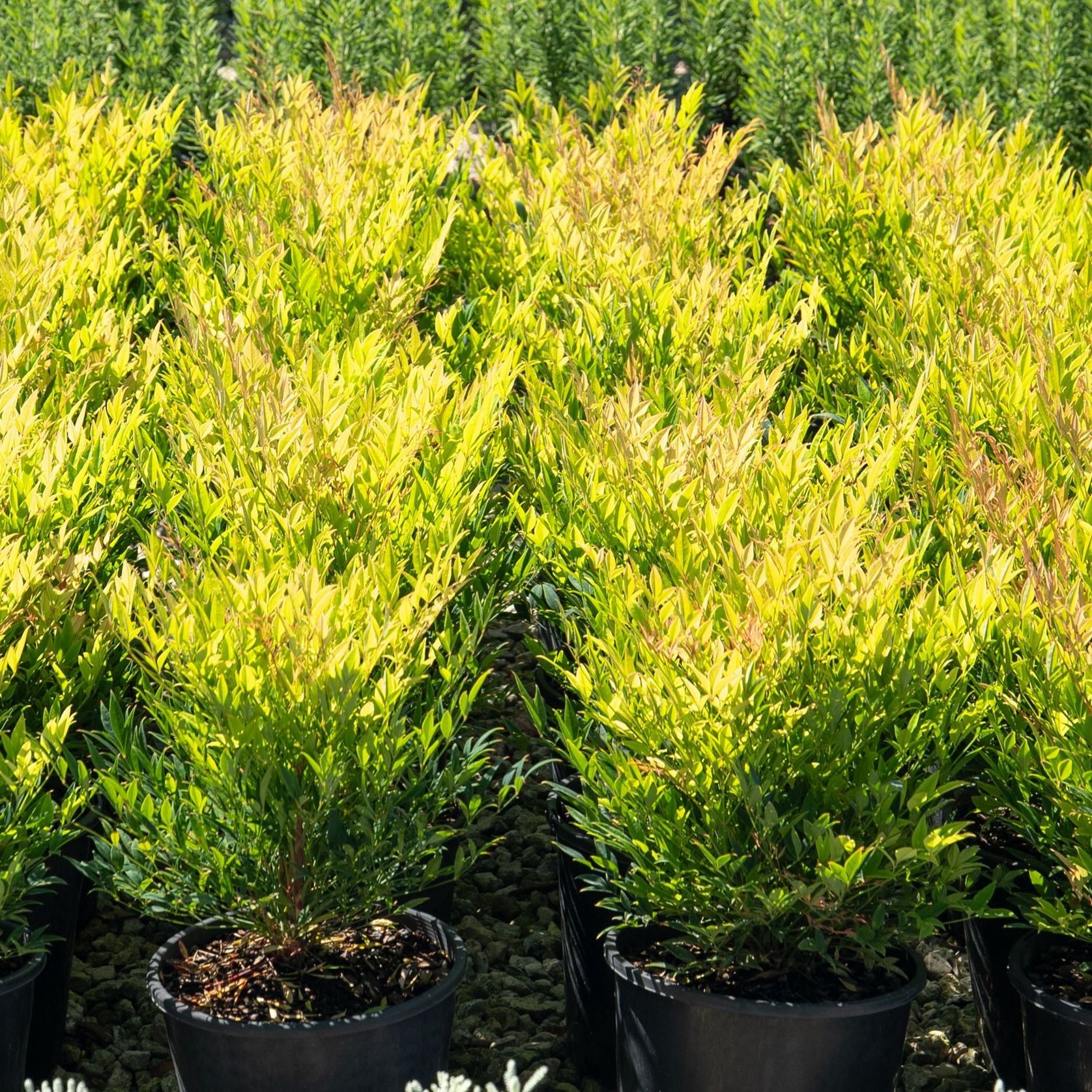 Nandina Moon Bay | Plants gallery detail image