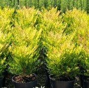 Nandina Moon Bay | Plants gallery detail image
