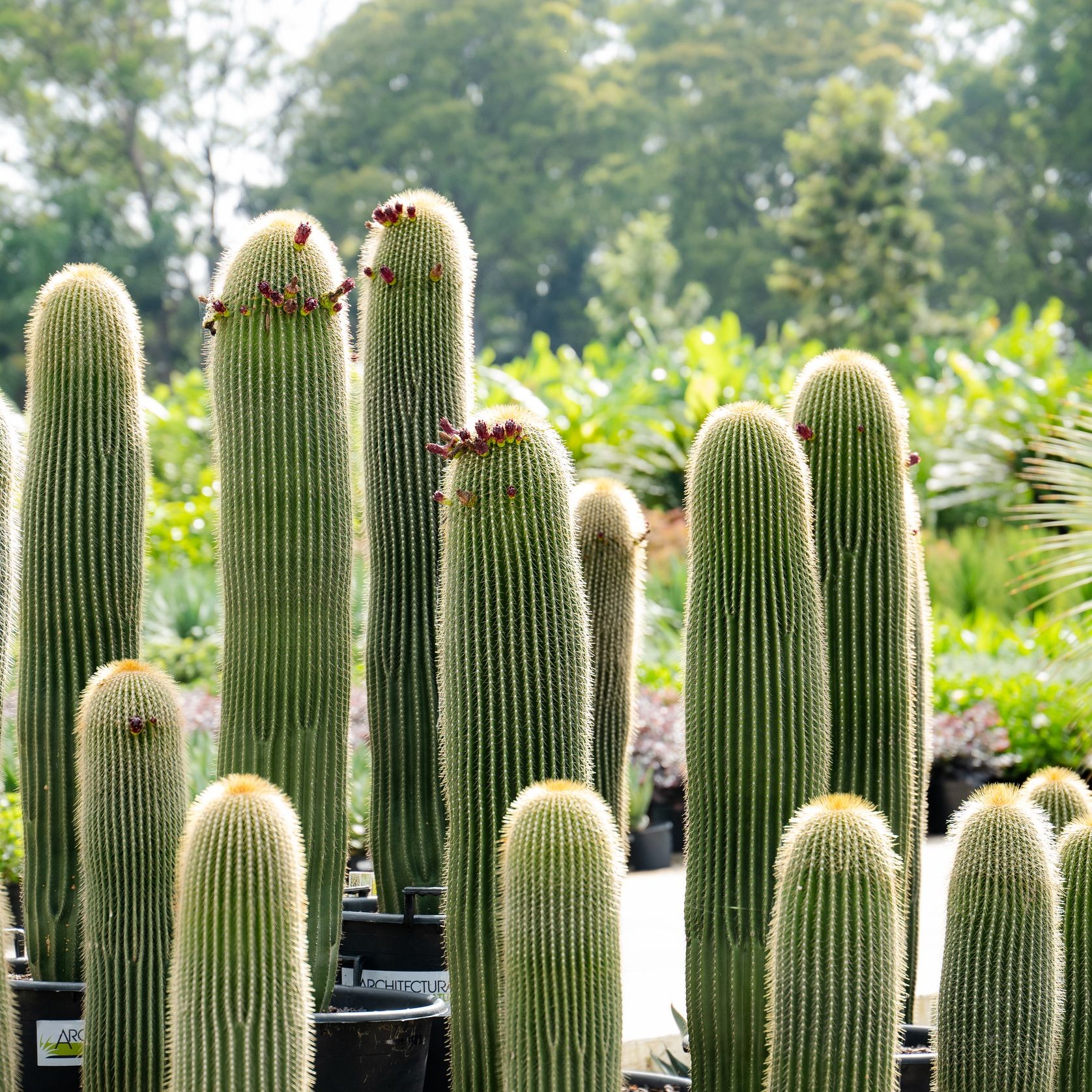 Neobuxbaumia Polylopha | Plants gallery detail image