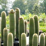 Neobuxbaumia Polylopha | Plants gallery detail image