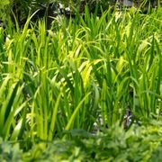 Neomarica Gracilis | Plants gallery detail image