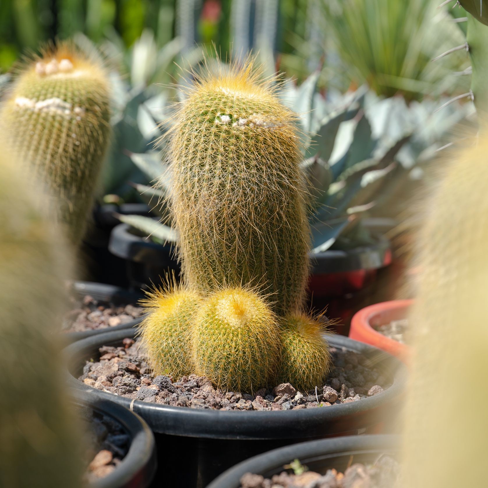 Notocactus Leninghausii | Plants gallery detail image