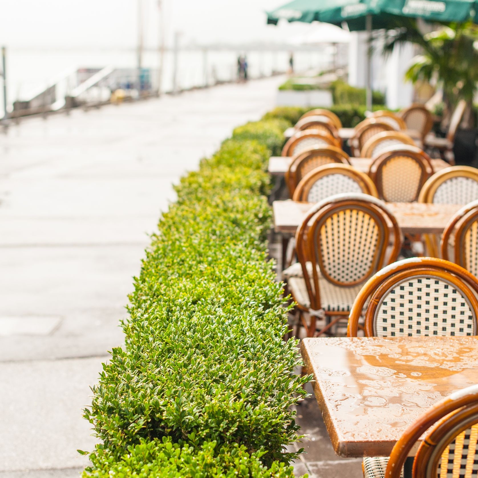 Outdoor Plant Hire | Hire Plants gallery detail image