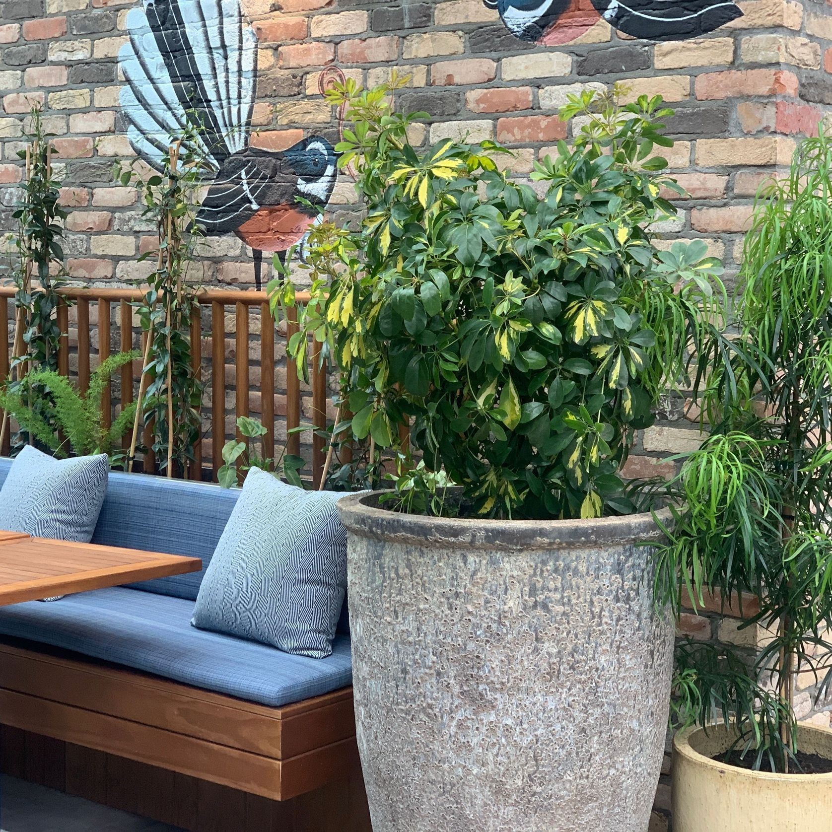 Outdoor Plant Hire | Hire Plants gallery detail image