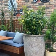 Outdoor Plant Hire | Hire Plants gallery detail image