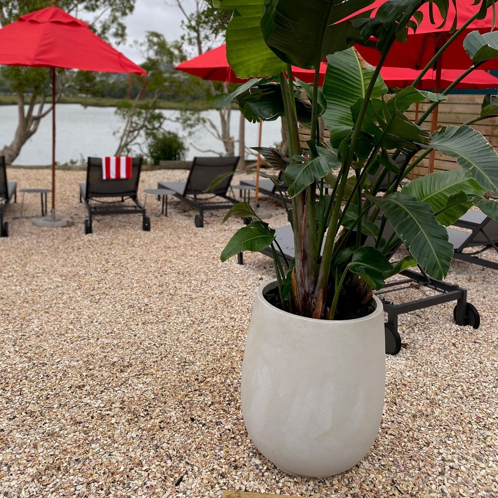 Outdoor Plant Hire | Hire Plants gallery detail image