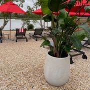 Outdoor Plant Hire | Hire Plants gallery detail image