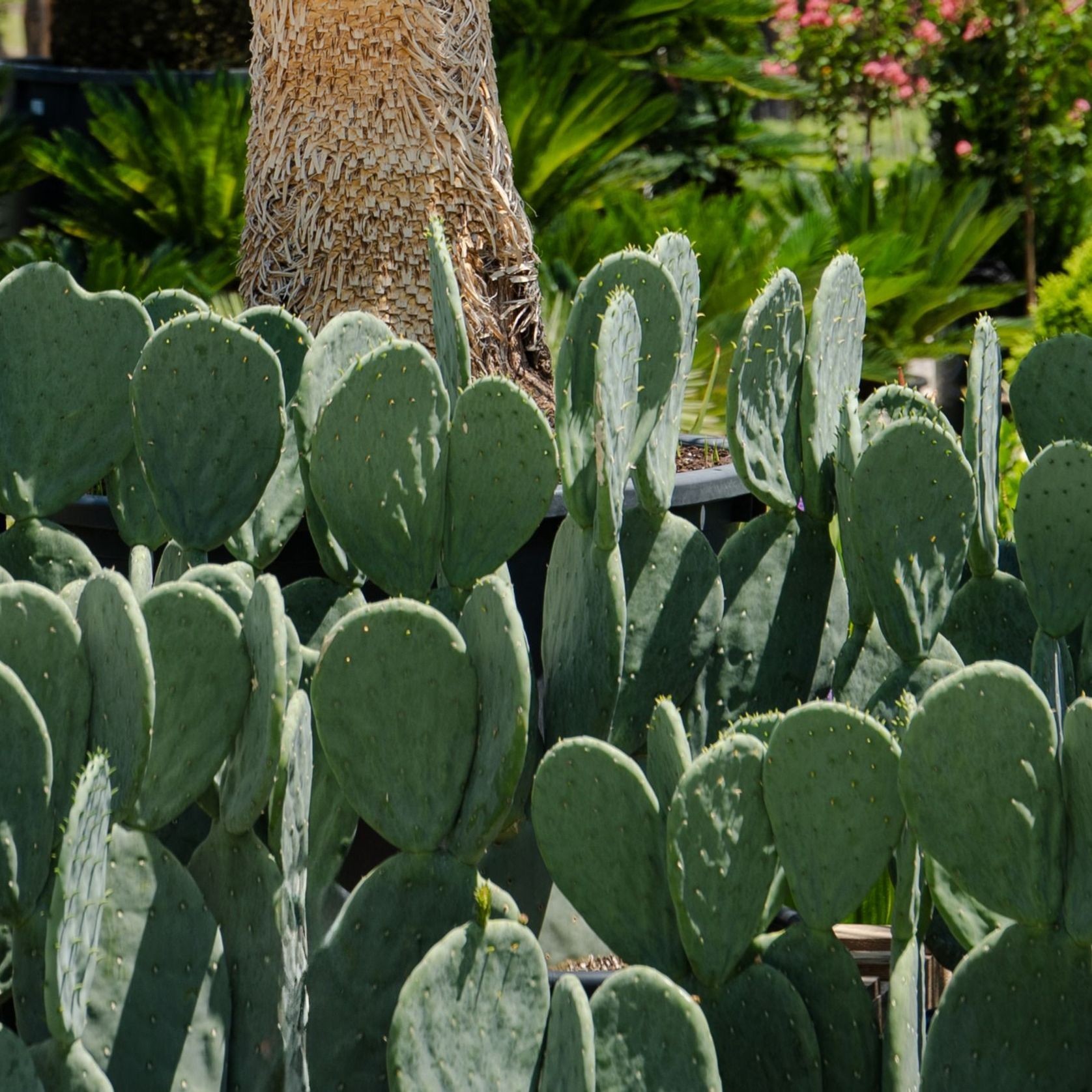 Opuntia Burbank Spineless | Plants gallery detail image
