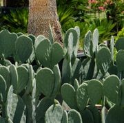 Opuntia Burbank Spineless | Plants gallery detail image