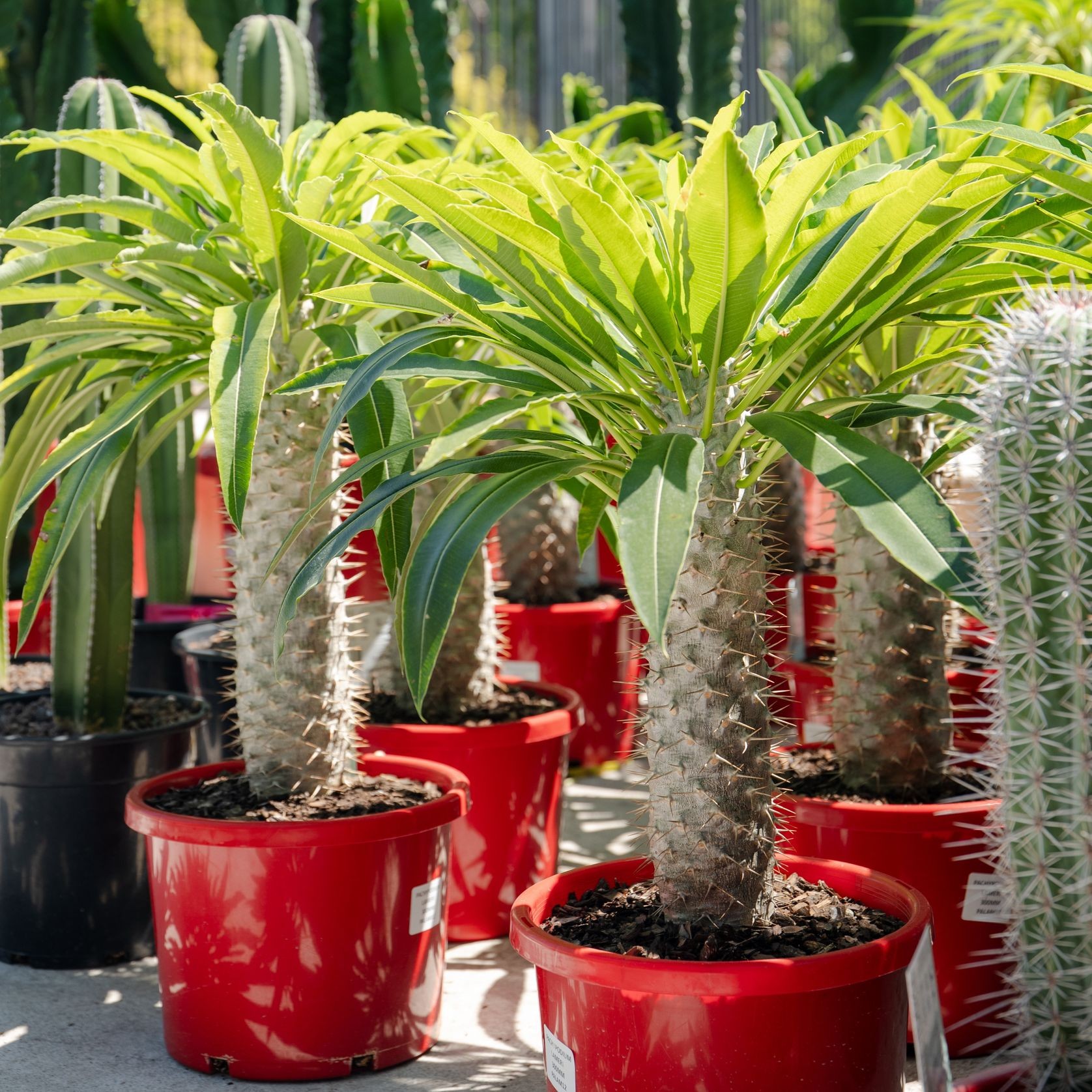 Pachypodium Lamerei | Plants gallery detail image