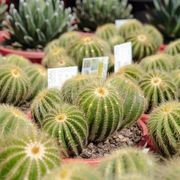 Parodia Warasii | Plants gallery detail image