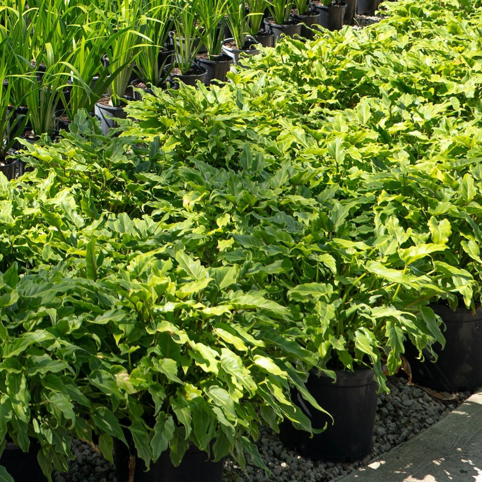 Philodendron Xanadu | Plants gallery detail image