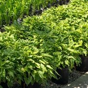 Philodendron Xanadu | Plants gallery detail image