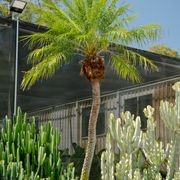 Phoenix Roebelenii | Plants gallery detail image