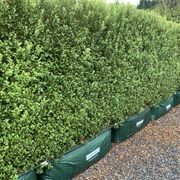 LIVING SCREEN™ – tall-growing instant hedge range. gallery detail image