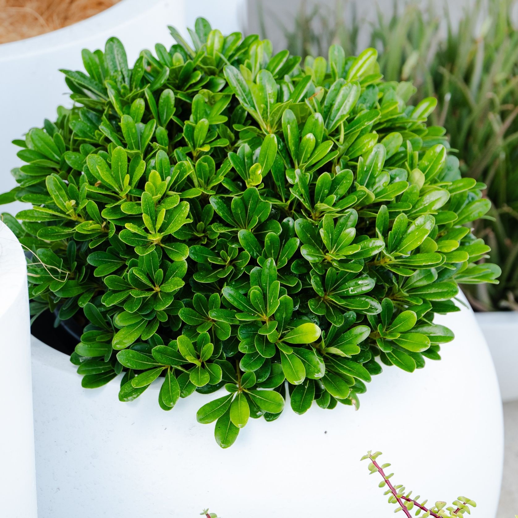 Pittosporum Tobira Miss Muffet | Plants gallery detail image