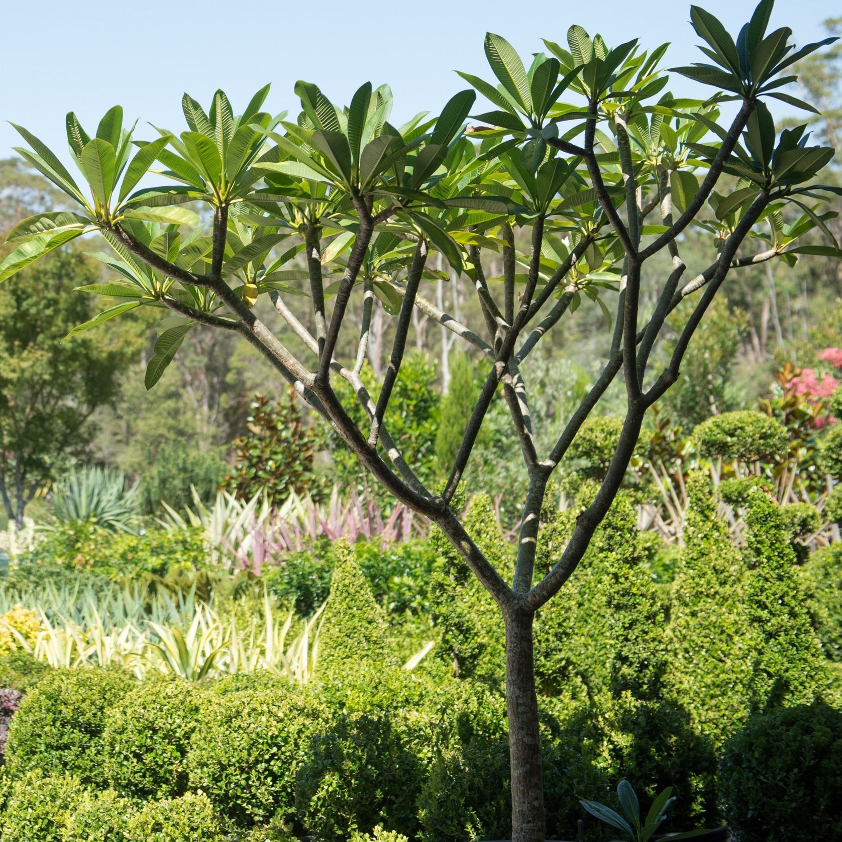 Plumeria Acutifolia | Plants gallery detail image